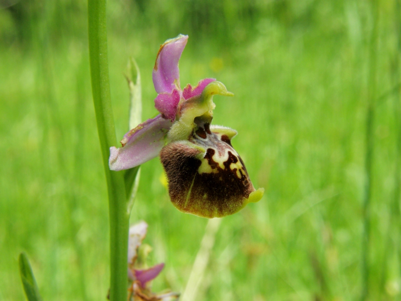 Ophrys holosericea subsp. dinarica ... ?